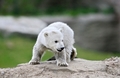 ドイツ・ベルリン（Berlin）の動物園で遊ぶクヌート（Knut）（2007年4月3日撮影）。(c)AFP/BARBARA SAX