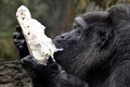 ドイツ首都のベルリン動物園で、バースデーケーキを食べる欧州最高齢のゴリラ、ファトゥ（2018年4月13日撮影）。(c)AFP PHOTO / John MACDOUGALL