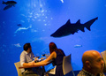 スペインのパルマデマジョルカ（Palma de Mallorca）にあるパルマ水族館（Palma Aquarium）で、欧州域内で最も水深のあるサメの水槽「ビッグ・ブルー（Big Blue）」の前でディナーを楽しむ人たち（2013年7月18日撮影）。(c)AFP/JAIME REINA
