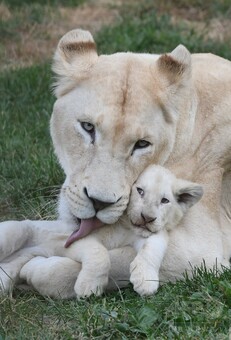 極めて珍しい五つ子のホワイトライオン、チェコ 写真18枚 国際ニュース