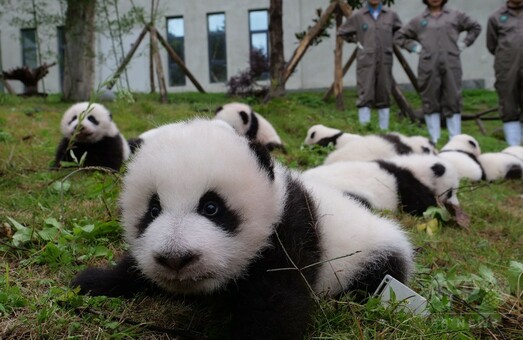 赤ちゃんパンダがいっぱいの「もふもふ天国」 中国四川省 写真7枚 国際