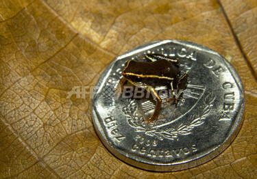 【レア】送料込☆えいちのみず・ワカガエル Amazon.co.jp: 木彫り ガマガエル 置物 金運蛙 全高約110mm ツゲの