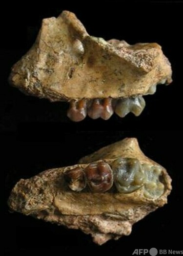 最古のテナガザル祖先の化石発見 中国・雲南省 写真1枚 国際ニュース
