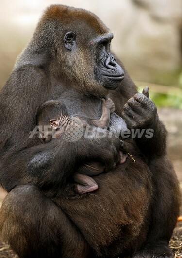 スイスの動物園で少年ゴリラが「間男」、父子鑑定テストで判明 写真1枚