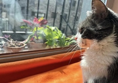 若いカップルが警察署で猫の養育権争い復縁