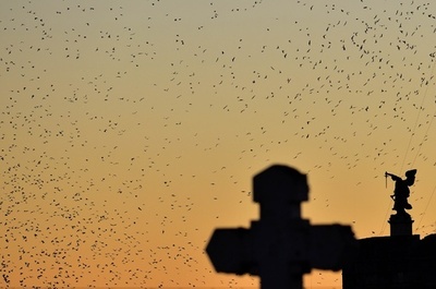 音と光でムクドリ撃退、効果はてきめん ローマ市