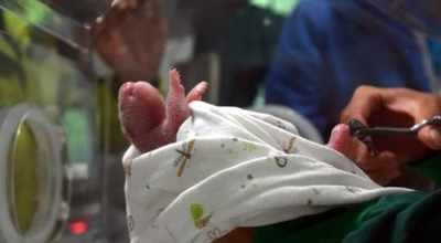 世界初、野生パンダと飼育パンダ自然交配の赤ちゃんが誕生　四川