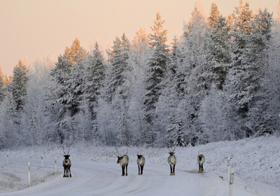 ラップランドの夜明け、雪原を行くトナカイ