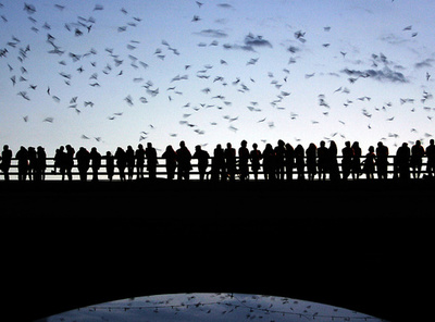 エボラ出血熱、最初の感染源は木のほらに住むコウモリか