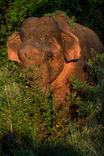 野生のゾウに踏まれ女性研究員死亡 スリランカ