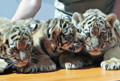 シベリアトラの三つ子がお目見え、ハンガリー
