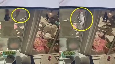 韓国・カフェで小2女児が大型犬にかまれる…「その子が飛び跳ねたのも悪い」無責任すぎる飼い主
