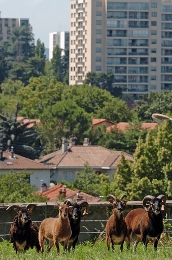 スコットランドのヒツジ小型化、温暖化のせい？ 英大学研究