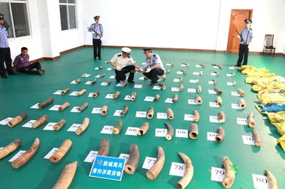 絶滅危惧種製品の密輸の取り締まり強化、象牙9673キロ押収 南寧税関
