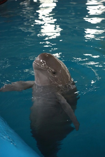 長江のスナメリ14頭、水族館に移送へ 是非をめぐり論争