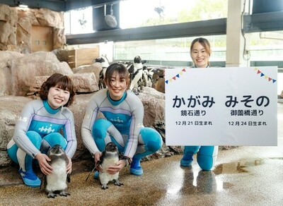 【京都水族館】ケープペンギンのヒナ2羽「かがみ」と「みその」に決定!