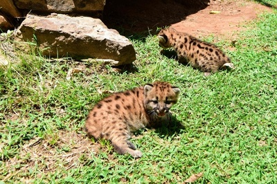 保護区で生まれたピューマ2頭公開 いずれ野生に パラグアイ