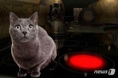 猫を見つけた息子が一転、懇願「殺さないでください」…韓国・家族旅行先で起きた騒動