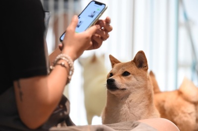 北京で競売された日本柴犬「登登」 その金額と落札者は