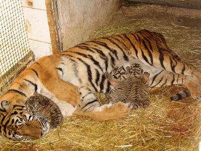虎の子は「ハーフ」、父はシベリア母はベンガル