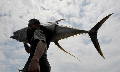 マグロ類3種が絶滅危機に、国際機関のレッドリスト