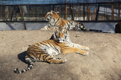 中国で野生のアムールトラが住民襲う 捕獲するも再び自然に戻す方針