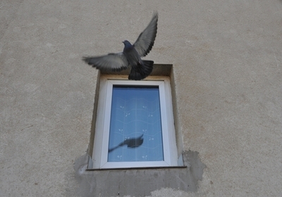 隣接3国がコソボ独立承認、日本含め32か国に