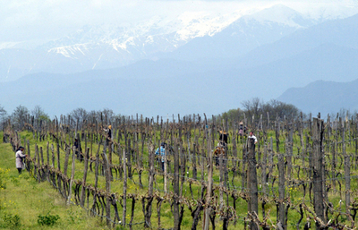 好調を続ける経済、ロシアの制裁バネに - グルジア