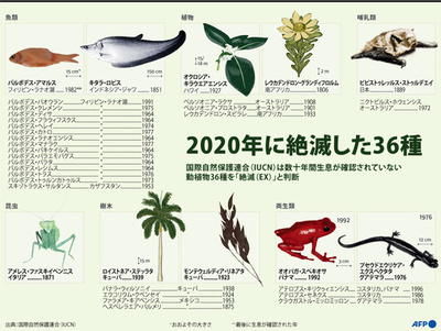 【図解】2020年に絶滅した動植物