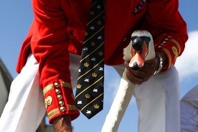 英テムズ川で「白鳥調べ」 12世紀から続く伝統行事