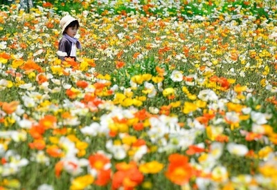 アイスランドポピーの花畑、昭和記念公園