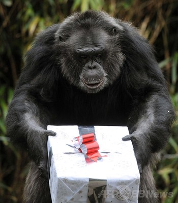 お歳暮みたい プレゼントを受け取るチンパンジー 写真15枚 ファッション ニュースならmode Press Powered By Afpbb News