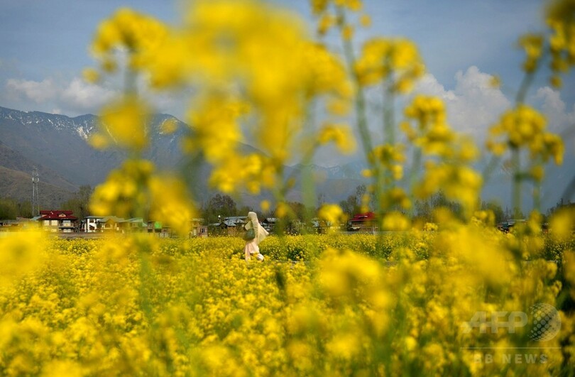 一面の黄色いじゅうたん、印カシミール地方でカラシナが満開