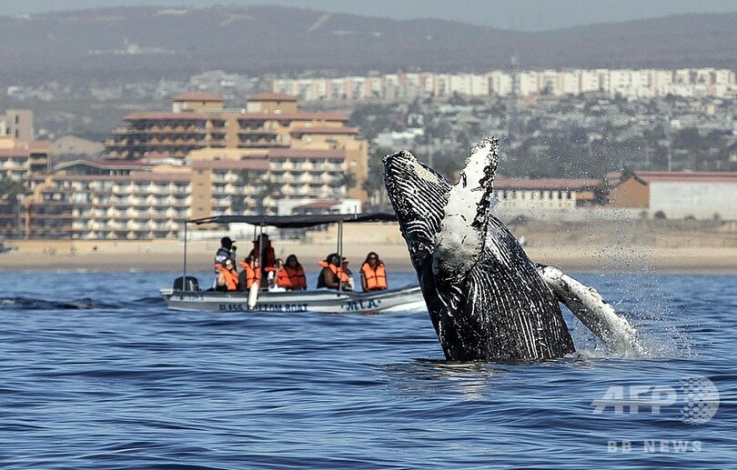 IWC総会、クジラ保護推進の宣言採択 捕鯨支持国は反発