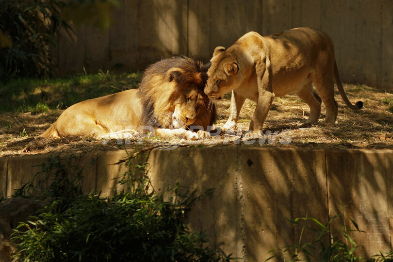 雄ライオンにかまれ雌ライオン絶命 米動物園 写真1枚 国際ニュース Afpbb News