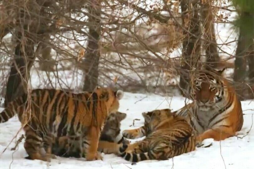 昨年生まれたアムールトラの三つ子の名前 旧暦大みそかに発表 写真1枚 国際ニュース Afpbb News