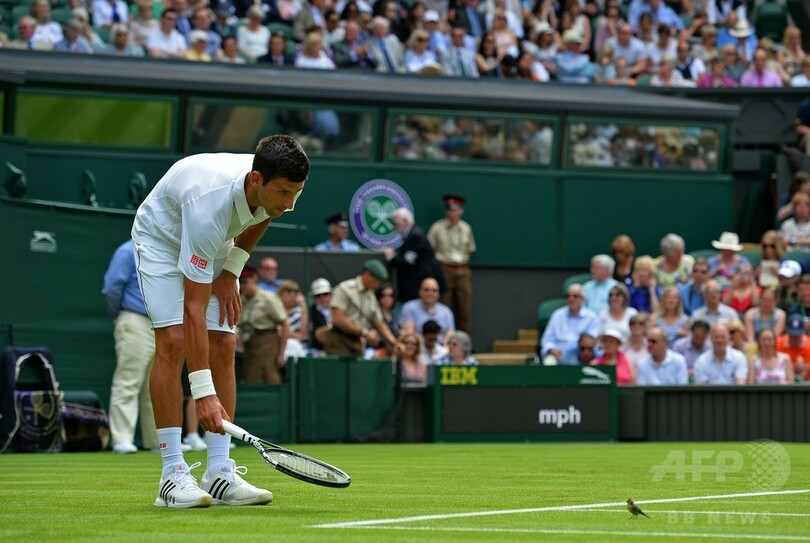 ジョコビッチの足元に小鳥が着地！ウィンブルドン選手権