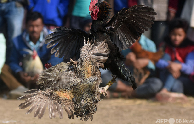 鶏の脚に着けた刃物で鼠径部に重傷、闘鶏関係者が失血死 インド