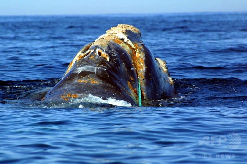 タイセイヨウセミクジラ「異常な大量死事象」 米カナダが調査へ タイセイヨウセミクジラ「異常な大量死事象」 米カナダが調査へ