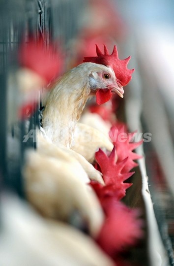 宮崎県で鳥インフル、41万羽殺処分へ 宮崎県で鳥インフル、41万羽殺処分へ