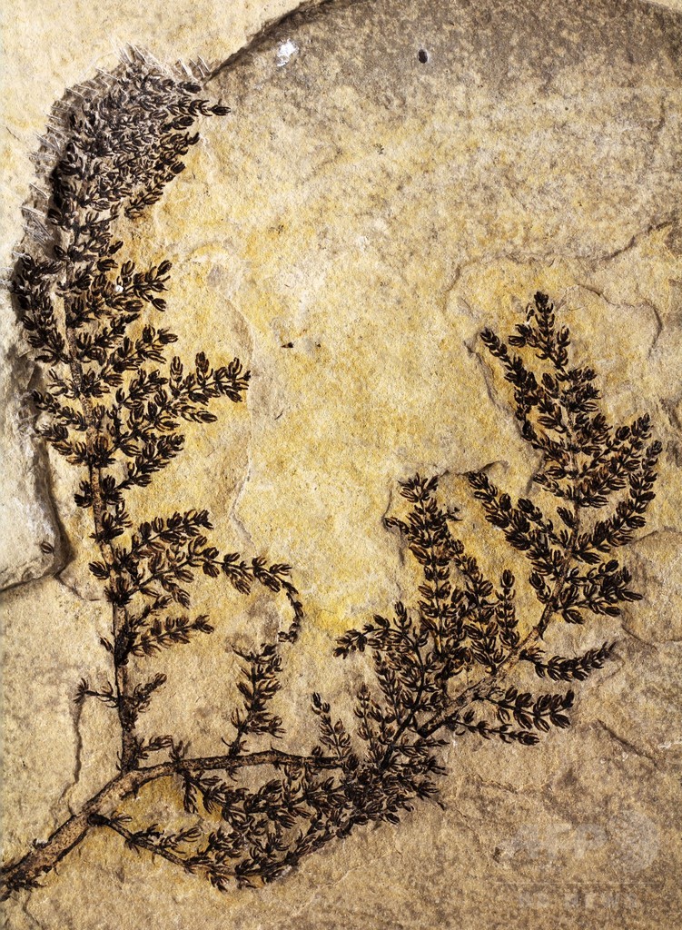 1億3000万年前の花、世界最古か 花弁なく種子は1つ 1億3000万年前の花、世界最古か 花弁なく種子は1つ