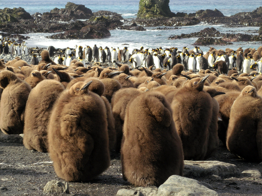 南極の島々でペンギンの生息数が回復 写真14枚 国際ニュース Afpbb News