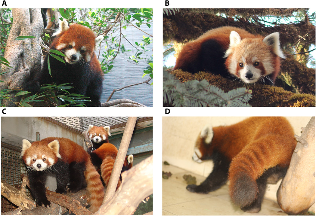 ゲノム解析でレッサーパンダが2種に分かれる 中国の研究チーム 写真1枚 国際ニュース Afpbb News