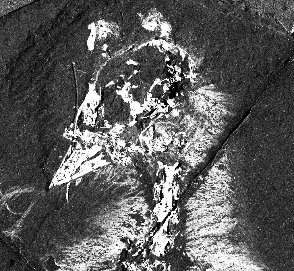 古代鳥類の化石からヒトも持つ色素の痕跡、国際研究 古代鳥類の化石からヒトも持つ色素の痕跡、国際研究