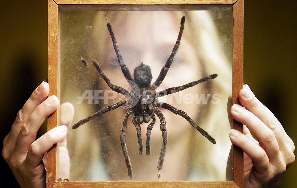ペットのタランチュラに注意 毒だけでなく 極細の毛 の噴射攻撃も 写真1枚 国際ニュース Afpbb News