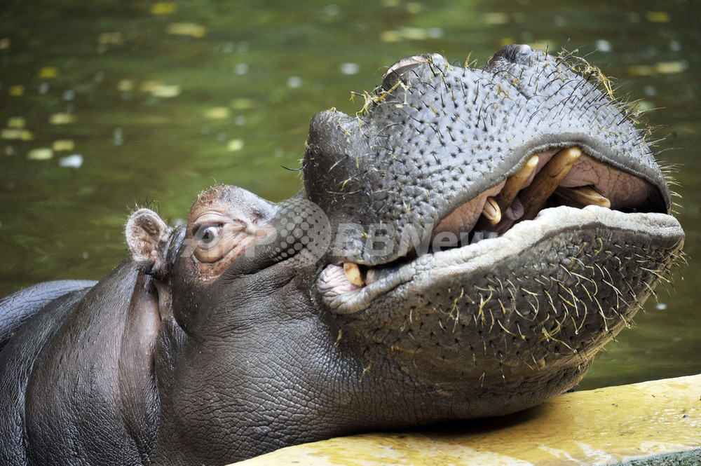 アゴのせてひと休み ケルン動物園のカバ 写真3枚 国際ニュース Afpbb News