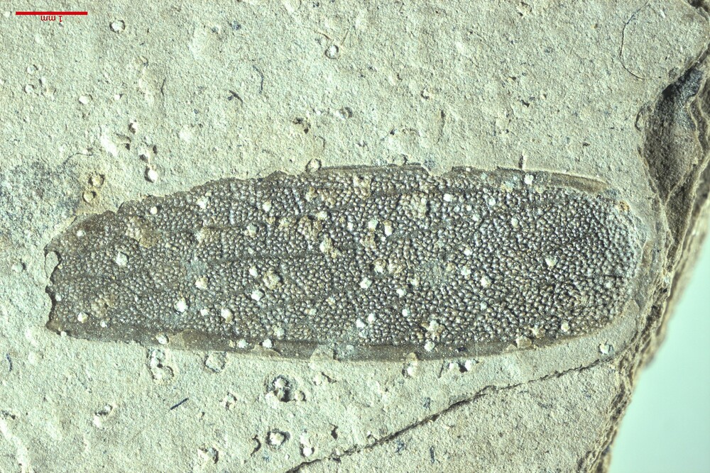 ゴキブリの化石・242g（中国産化石標本）