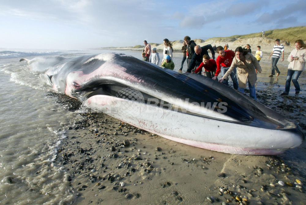 海岸に打ち上げられた体長19メートルのクジラ 写真2枚 国際ニュース