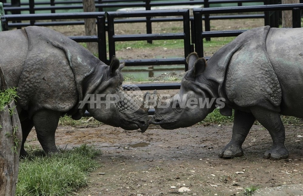 交尾しないサイのカップル 動物園が その気にさせる新居 を用意 ネパール 写真1枚 国際ニュース Afpbb News 交尾しないサイのカップル 動物園が その気にさせる新居 を用意 ネパール 写真1枚 国際ニュース Afpbb News