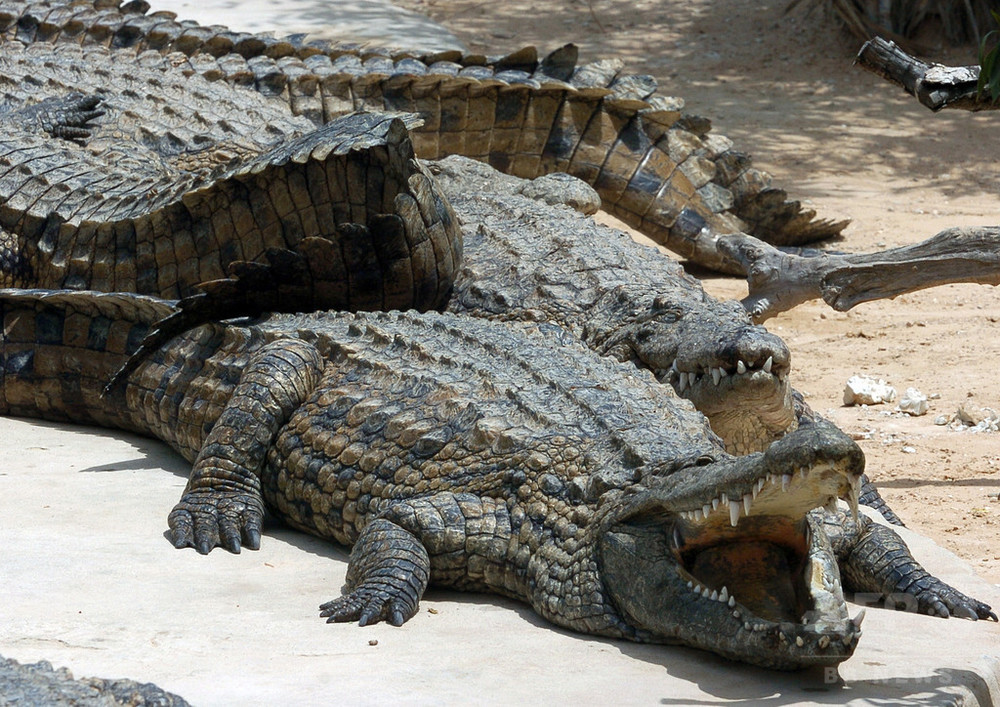 動物園のワニ、来園者に石投げつけられ死ぬ チュニジア 写真1枚 国際